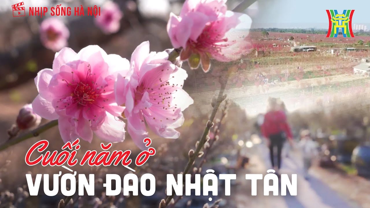 Cuối năm ở vườn đào Nhật Tân: Hồi sinh sau lũ, rực rỡ sắc xuân | Nhịp sống Hà Nội