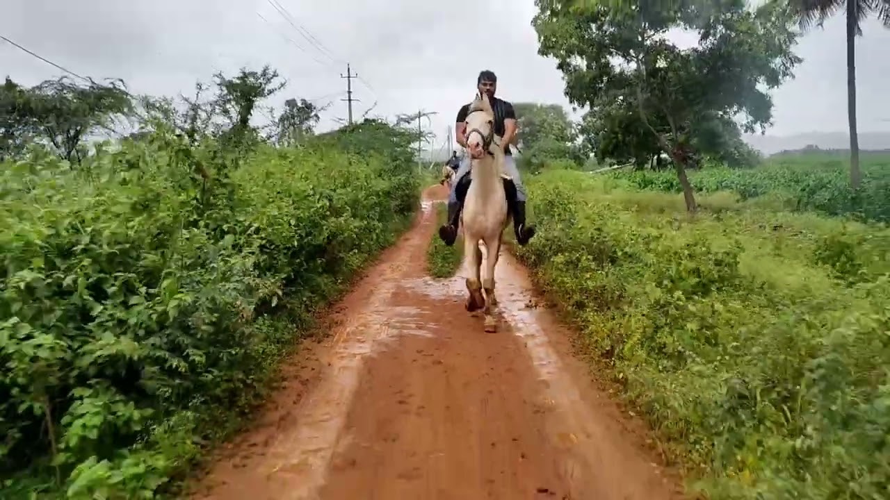 Horse riding  #horse #horsepower #horseriding #horseracing #viral  #kannada #karnataka #dbossfan 