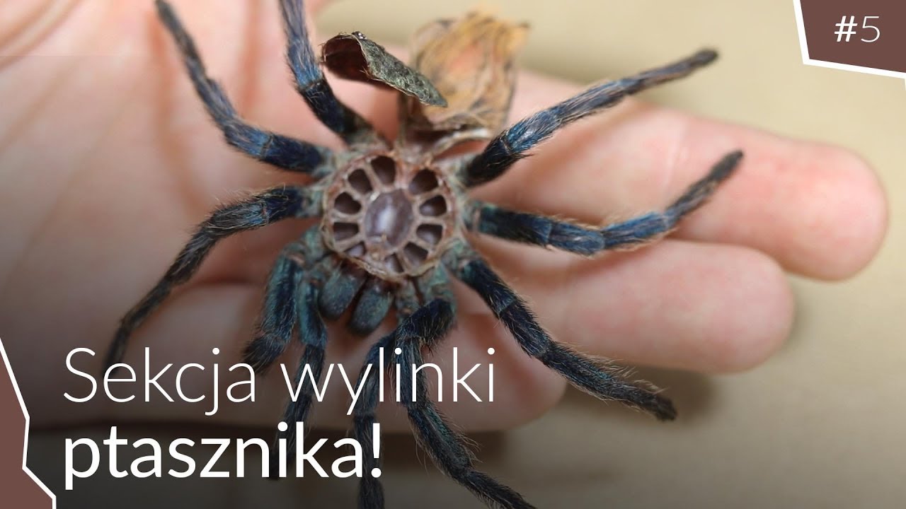Jak wygląda ptasznik od środka 😱 Chromatopelma cyaneopubescens
