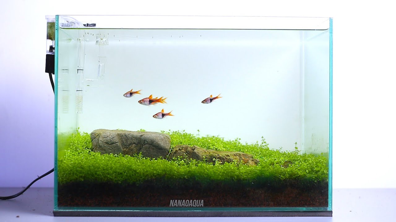 AMAZING MINI SIMPLE AQUASCAPE | SIMPLE IWAGUMI WITH MONTECARLO #4