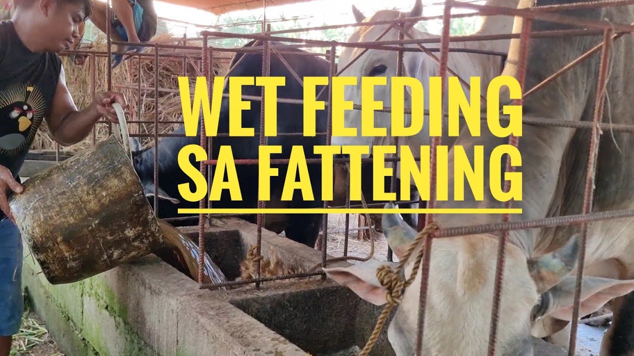 bakahan sa probinsya |Fattening feeding