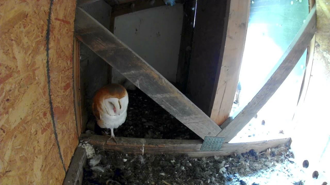 Daytime look at the owl in the owl box. I'm calling it 