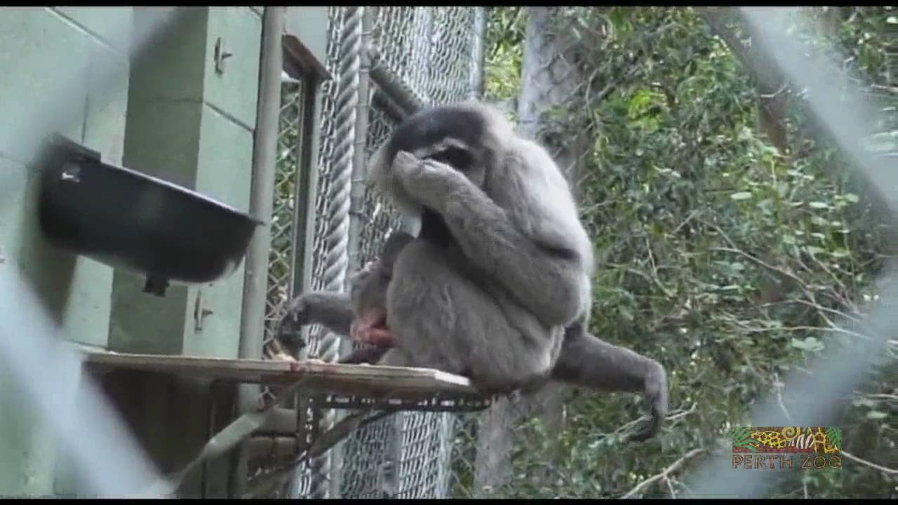 Birth of a Javan Gibbon