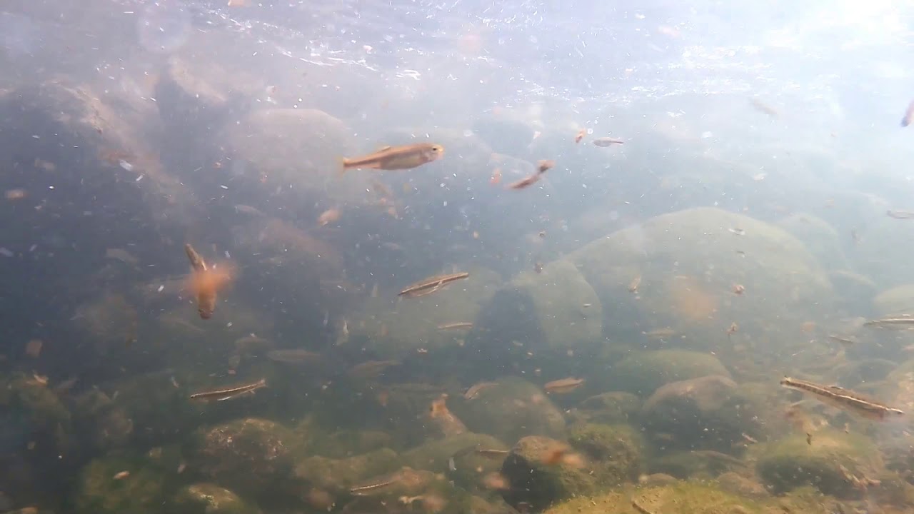Torrente Casternone   Monitoraggio video presenza ittiofauna del 13 08 2019