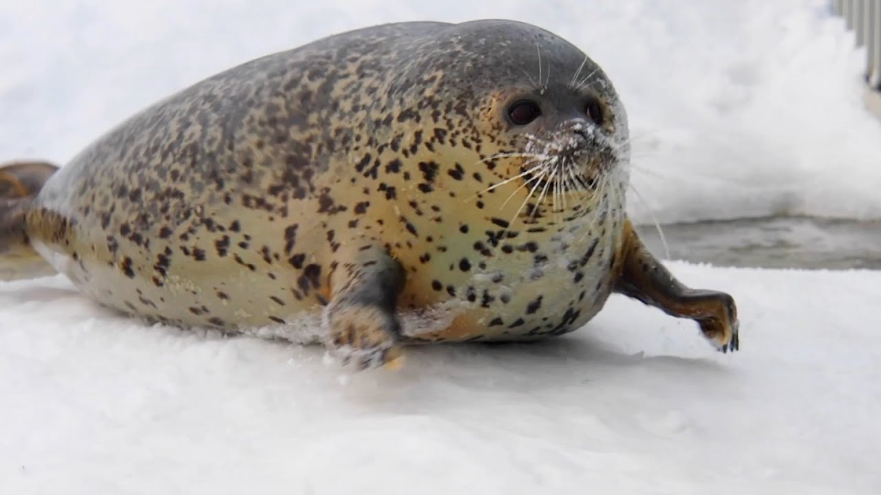 日和ちゃんのトレーニング中に脱走するゴマフアザラシのキョロちゃん