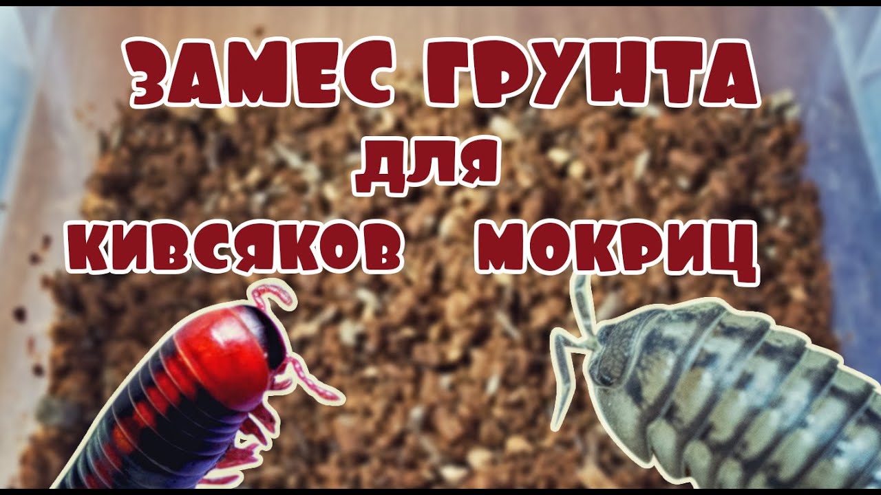 Грунт для кивсяков и мокриц 🐛 Трухлявим трухляшку😜