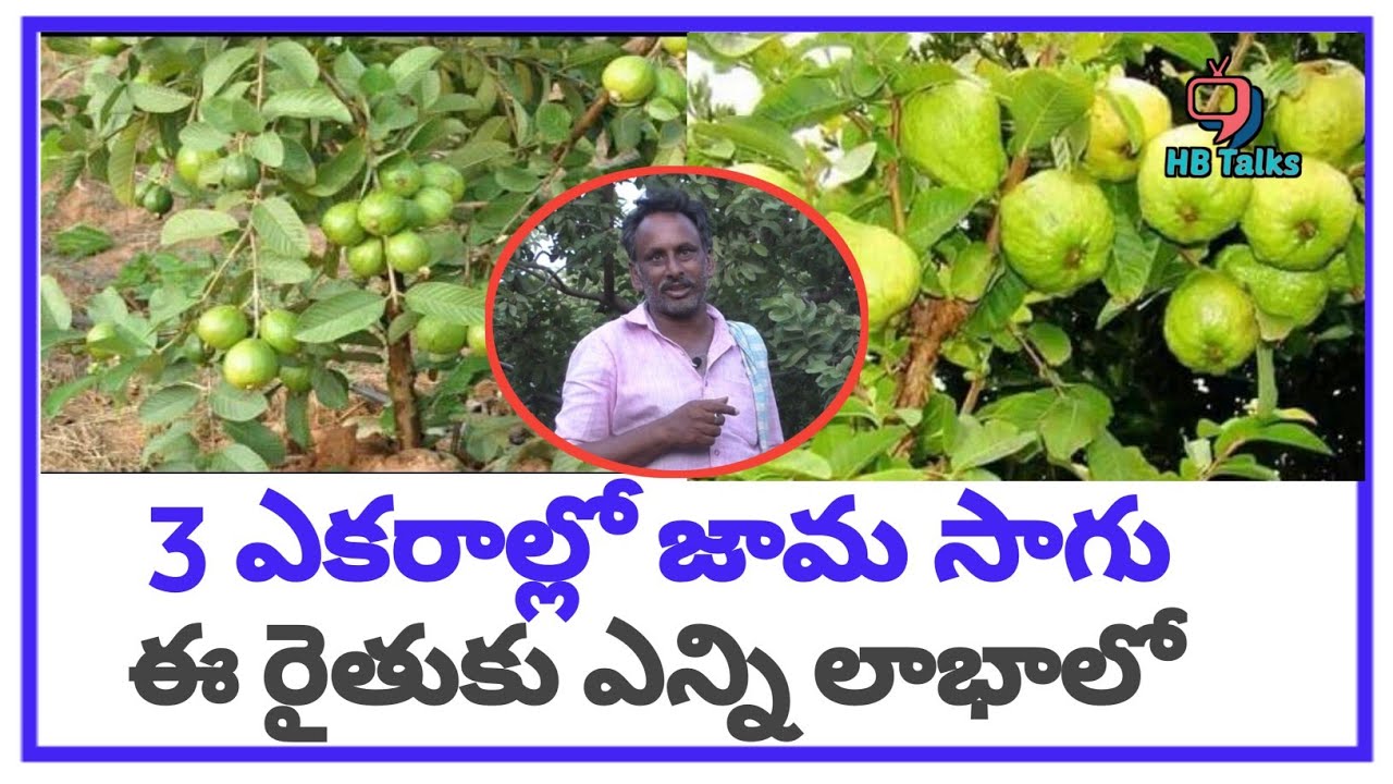 Success Story of Jama Farmer | Jama Farming in Telugu | Jama Farming Profits | HB Talks