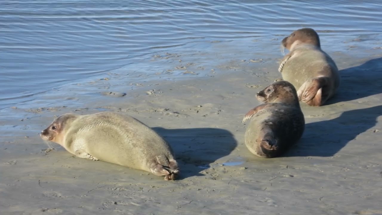 Réserve Naturelle et Nationale Baie de Saint Brieuc  Côtes d'Armor