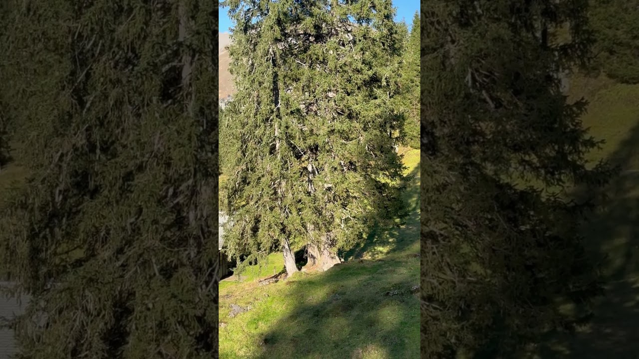 2024 Herbst im Pragel Muotathal Mittenwald