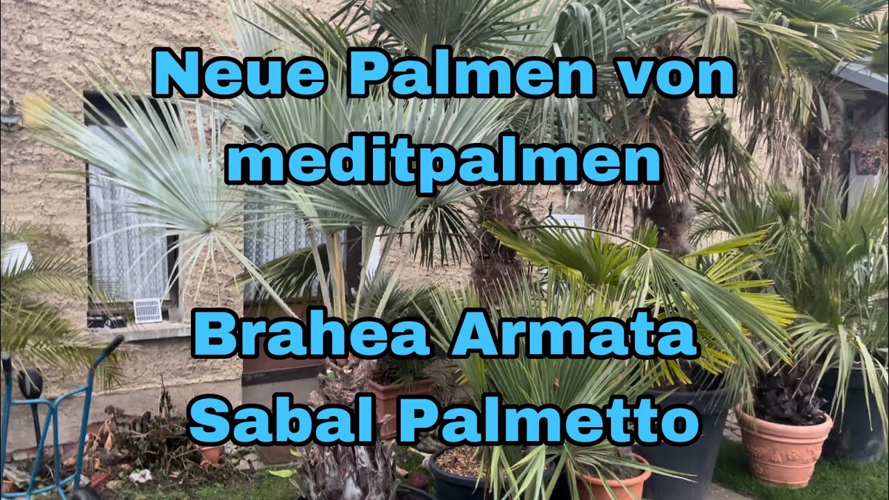 Neue Palmen bestellt bei meditpalmen - Brahea Armata und Sabal Palmetto