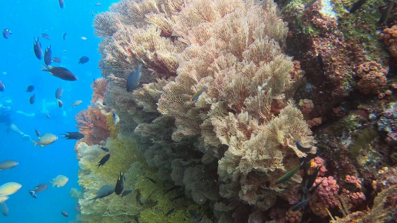 Diving in Myanmar - Pink Canyon, Mergui Archipelago