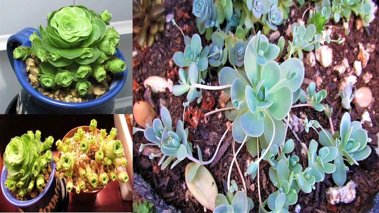GROW Greenovia - Put it in the FRIDGE