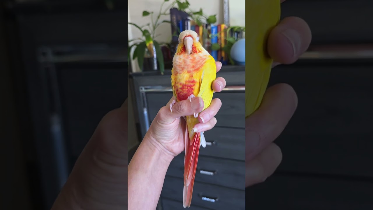 Sherbet, anyone?