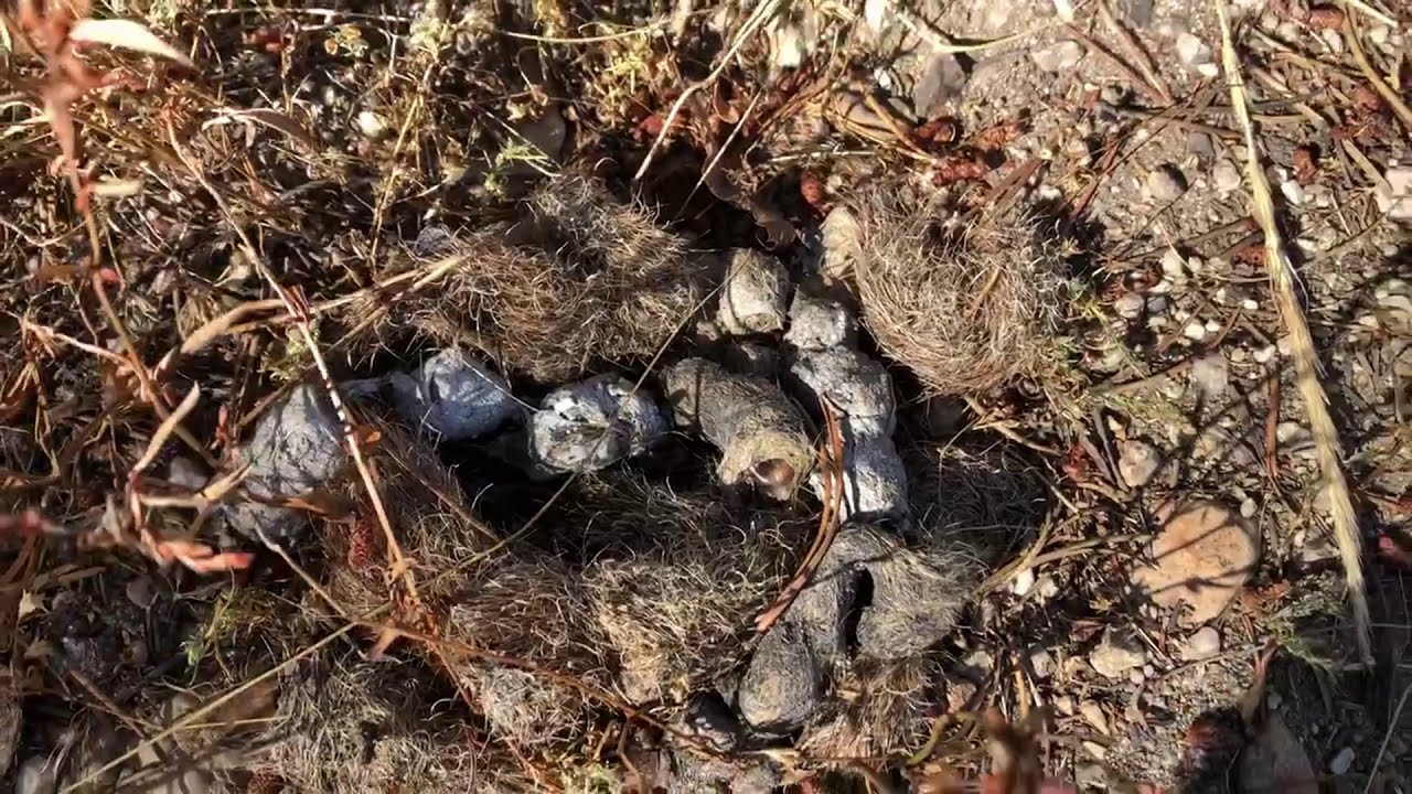 Day 2 of my crazy bigfoot experience while solo camping.