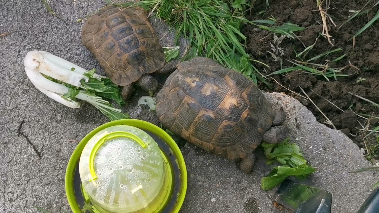 Testudo graeca