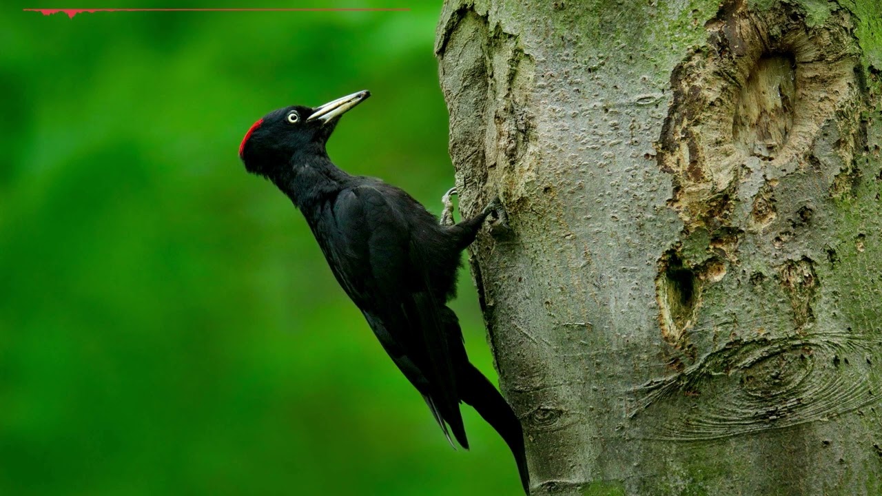 The sounds of the Black woodpecker