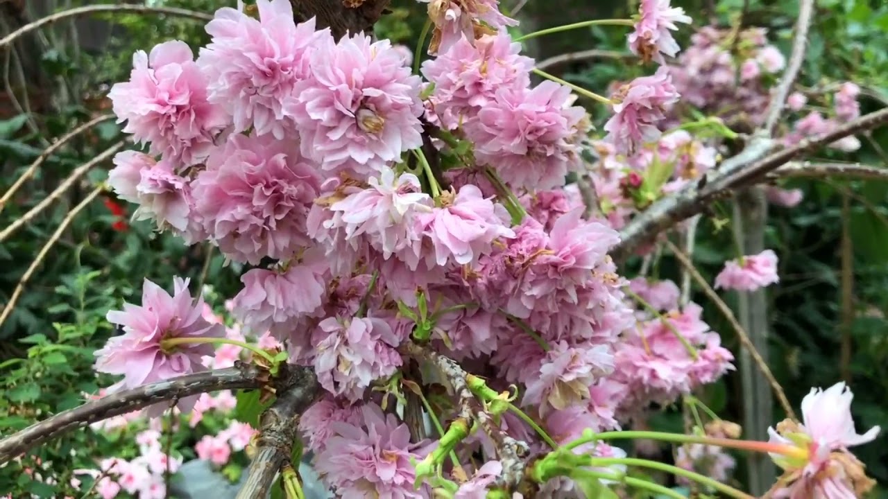 花 (Hana) - Ishimine Satoko  (ดอกไม้ให้คุณ- เพลงญี่ปุ่น)