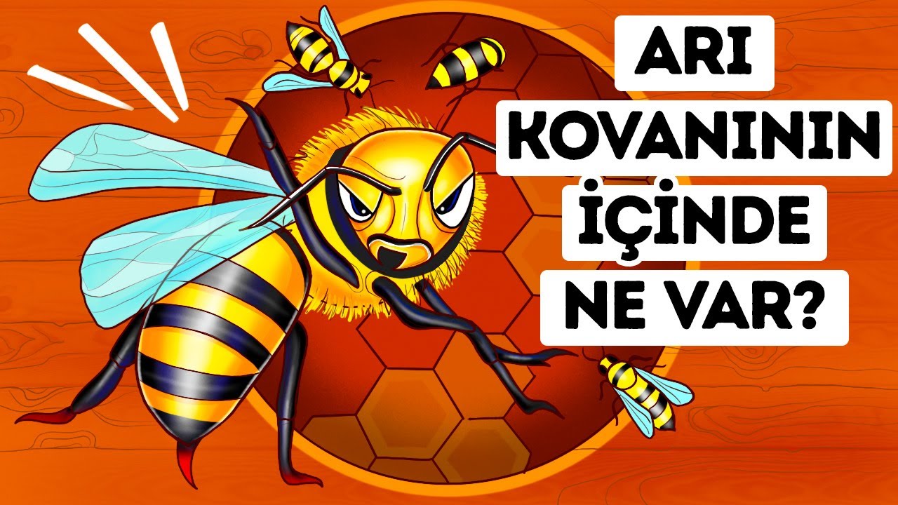 Bir Arı Kovanının İçinde Yürüyebilseydiniz Neler Görürdünüz