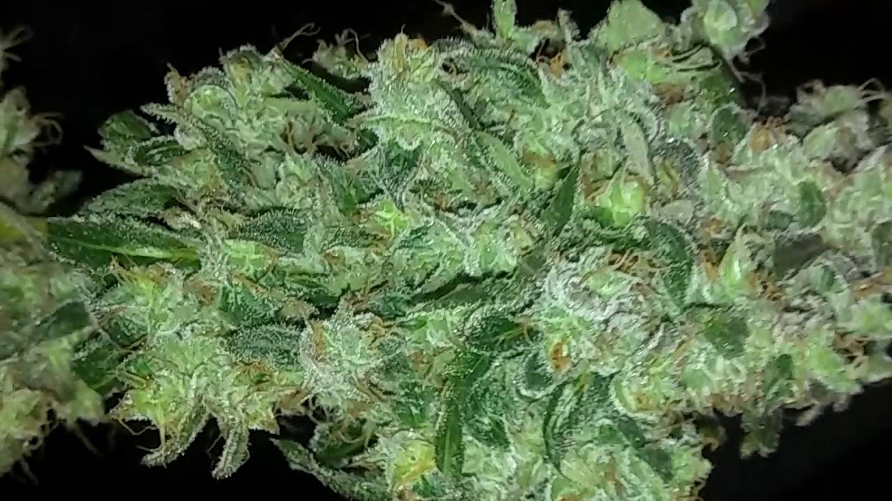 GROW OFF on the AK 47.