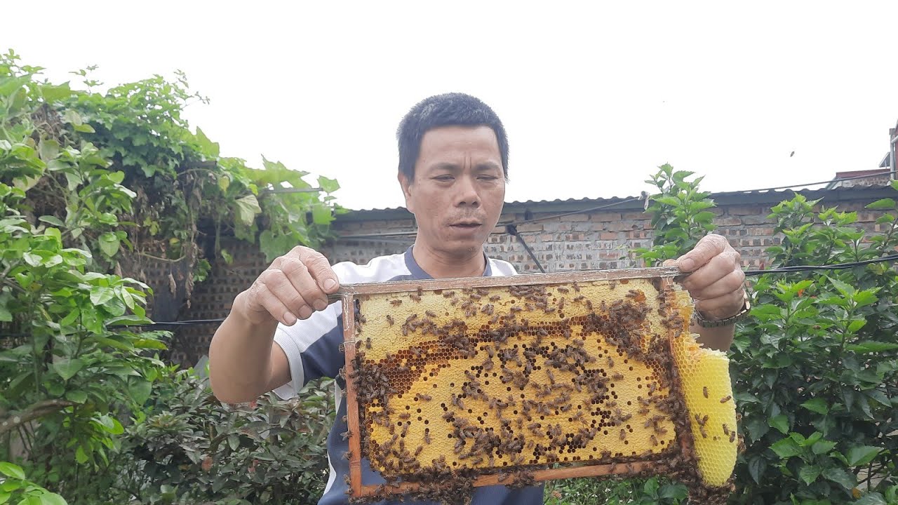 Ghé thăm anh Sinh tại Ly Lâu thuận thành Bắc Ninh cùng những đàn ong cực đẹp.