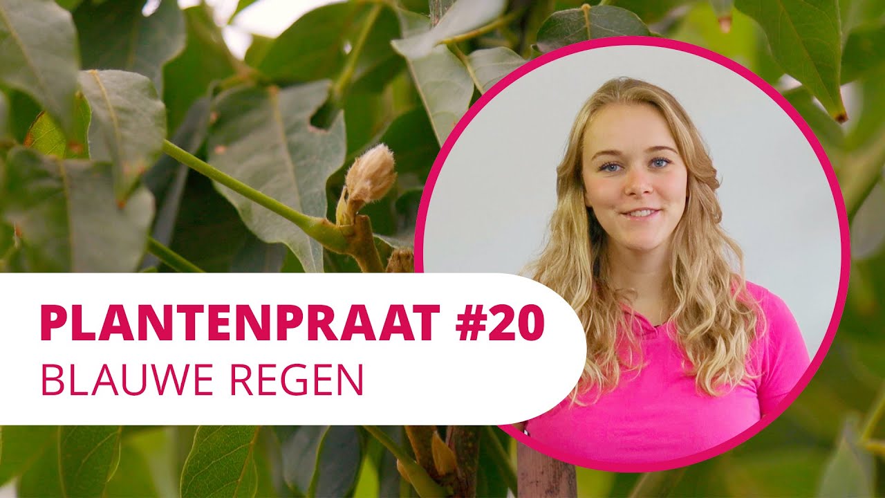 Plantenpraat #20 | Blauwe regen Sinensis