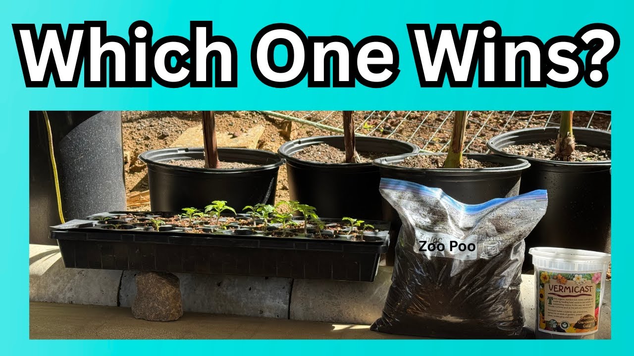 What’s Exploding After the Rain?! 🌱 Harvesting + Vermicast vs ZooPoo Test