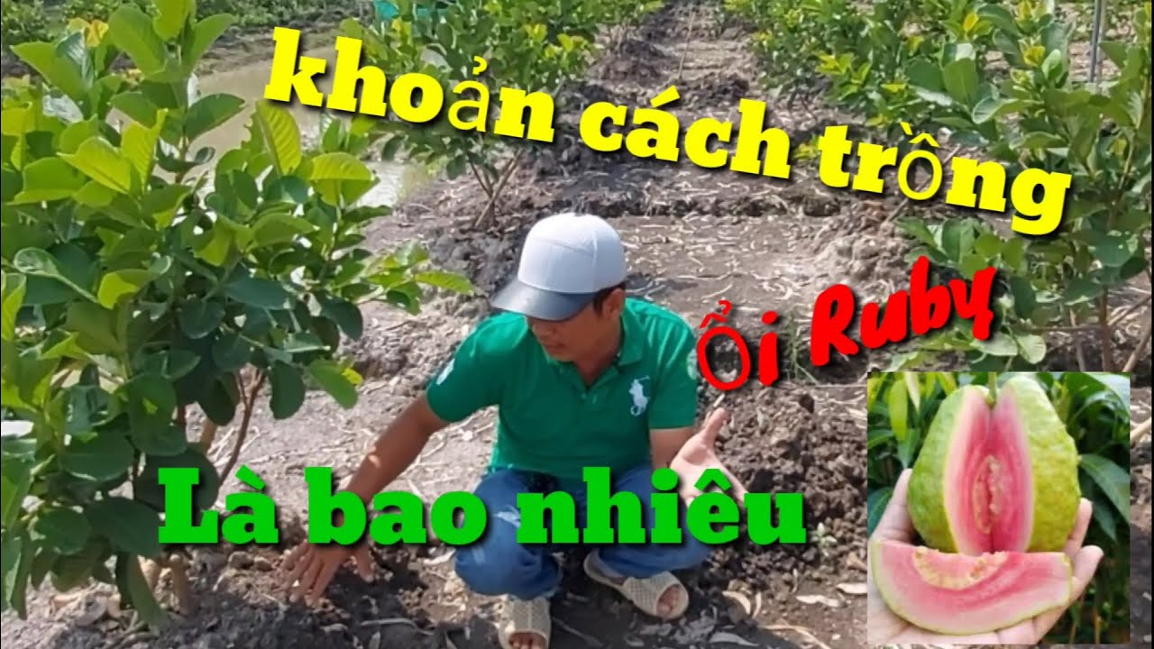 Khoản cách Trồng Ổi RUBY là bao nhiêu CHO CÂY Xanh TỐT 💥[ Zalo/phone:❤ 0345679887 ] 0777 40 3339