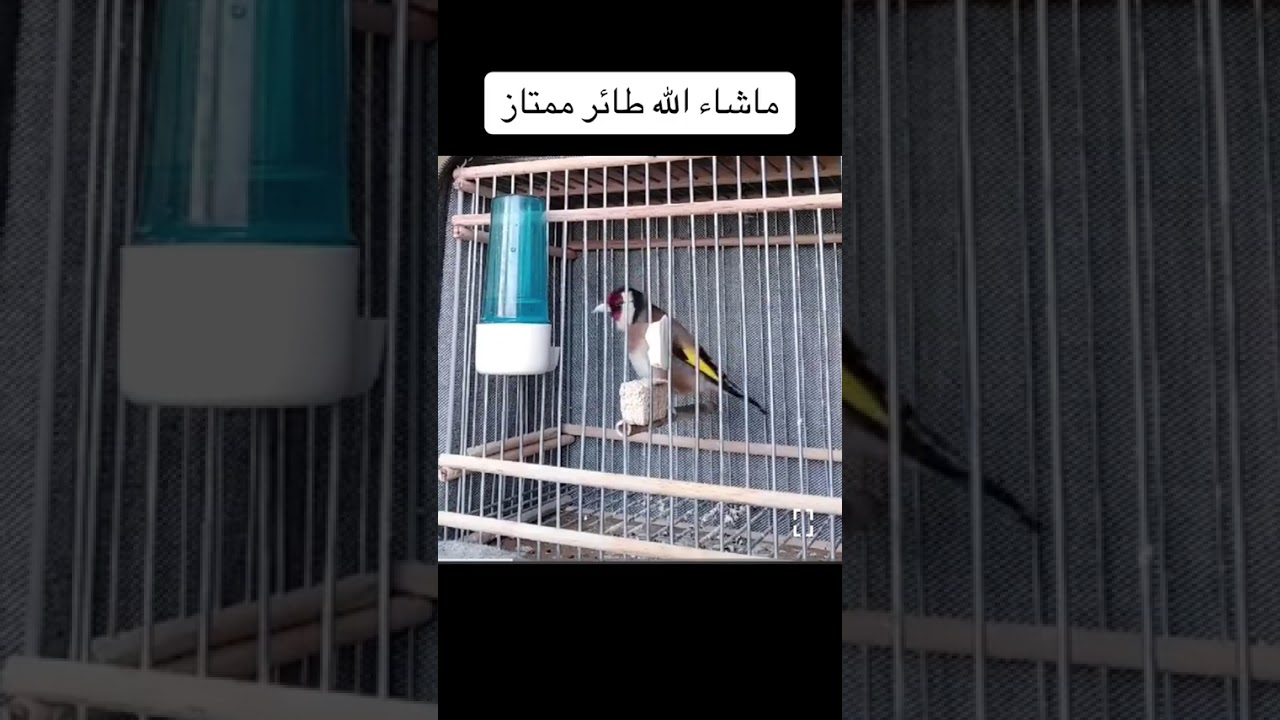 27 فبراير 2026