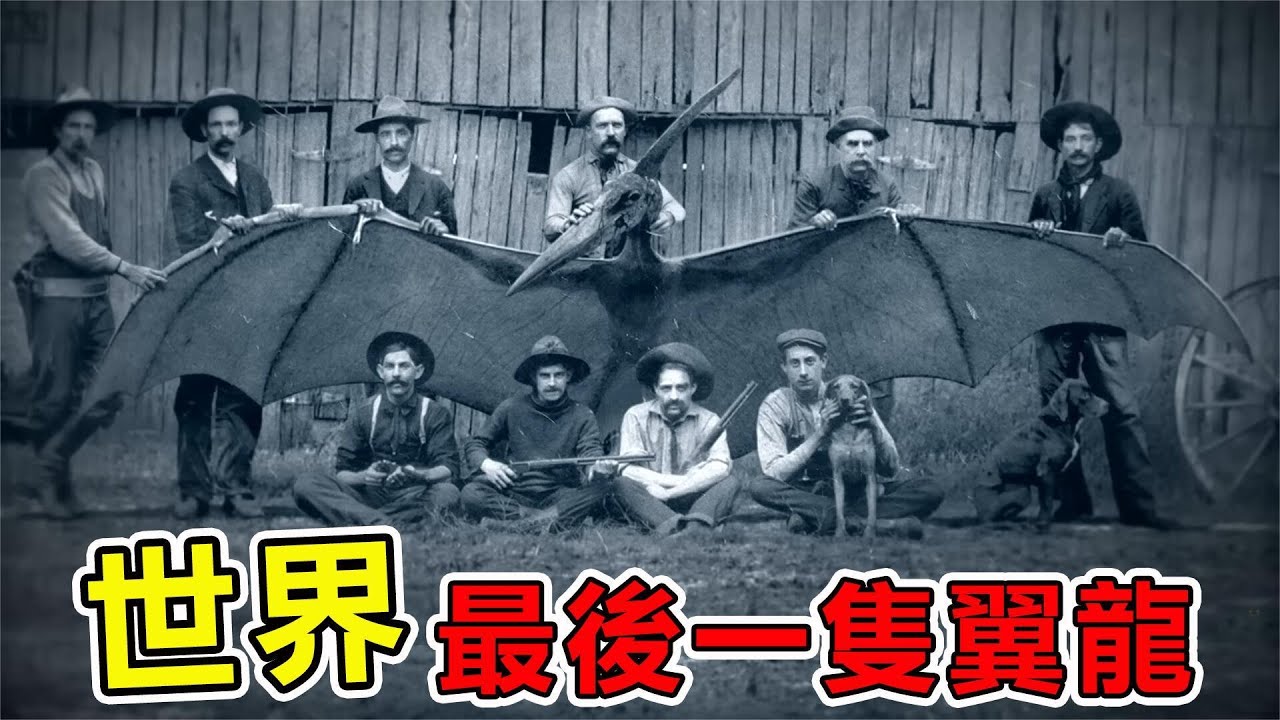 世界上&ldquo;最神秘&rdquo;的10大滅絕生物，最後一隻翼龍被美國人捕殺？ 中國新疆虎生生被人類吃絕|#地球最TOP #世界之最#出類拔萃#腦洞大開#top10 #動物#新疆虎#地球最TOP#袋狼#翼龍