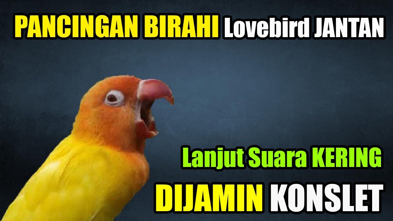 PANCINGAN BIRAHI LOVEBIRD JANTAN KONSLET LANJUT SUARA KERING