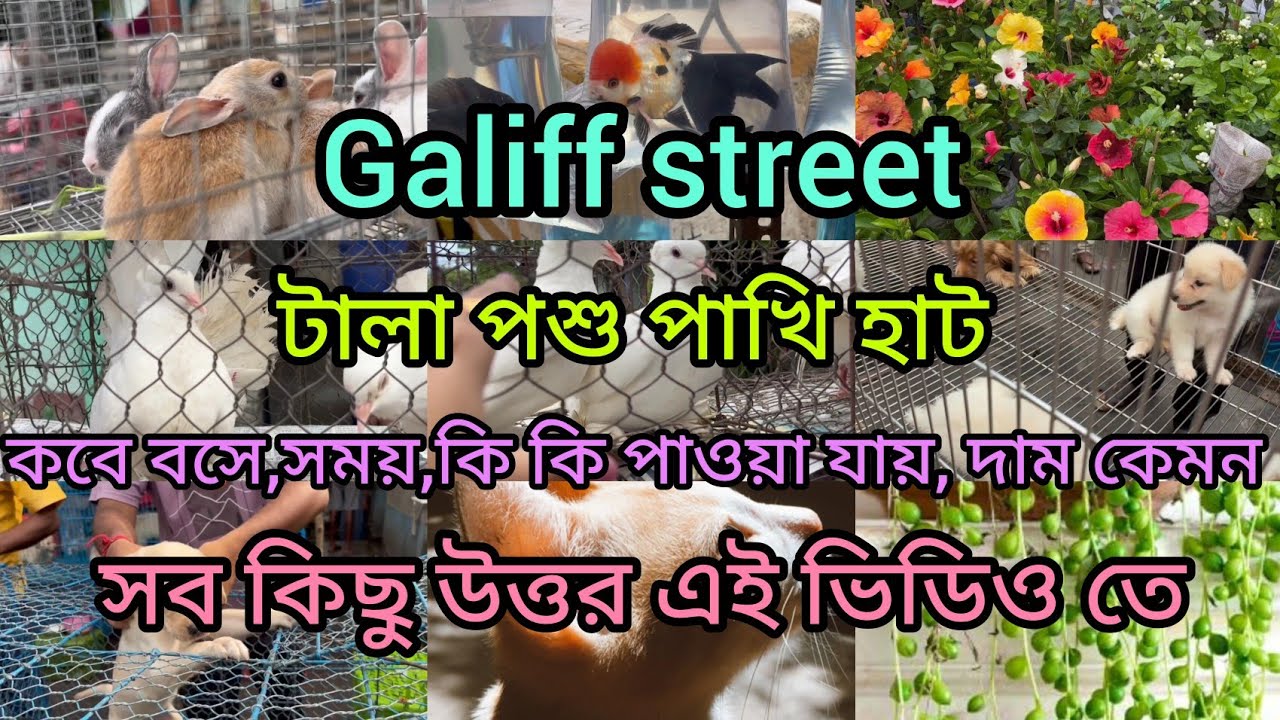 🧿💥টালা পশুপাখি হাট||কবে বসে||কি কি পাওয়া যায়||দাম কেমন||হাটের সময়||Galiff street