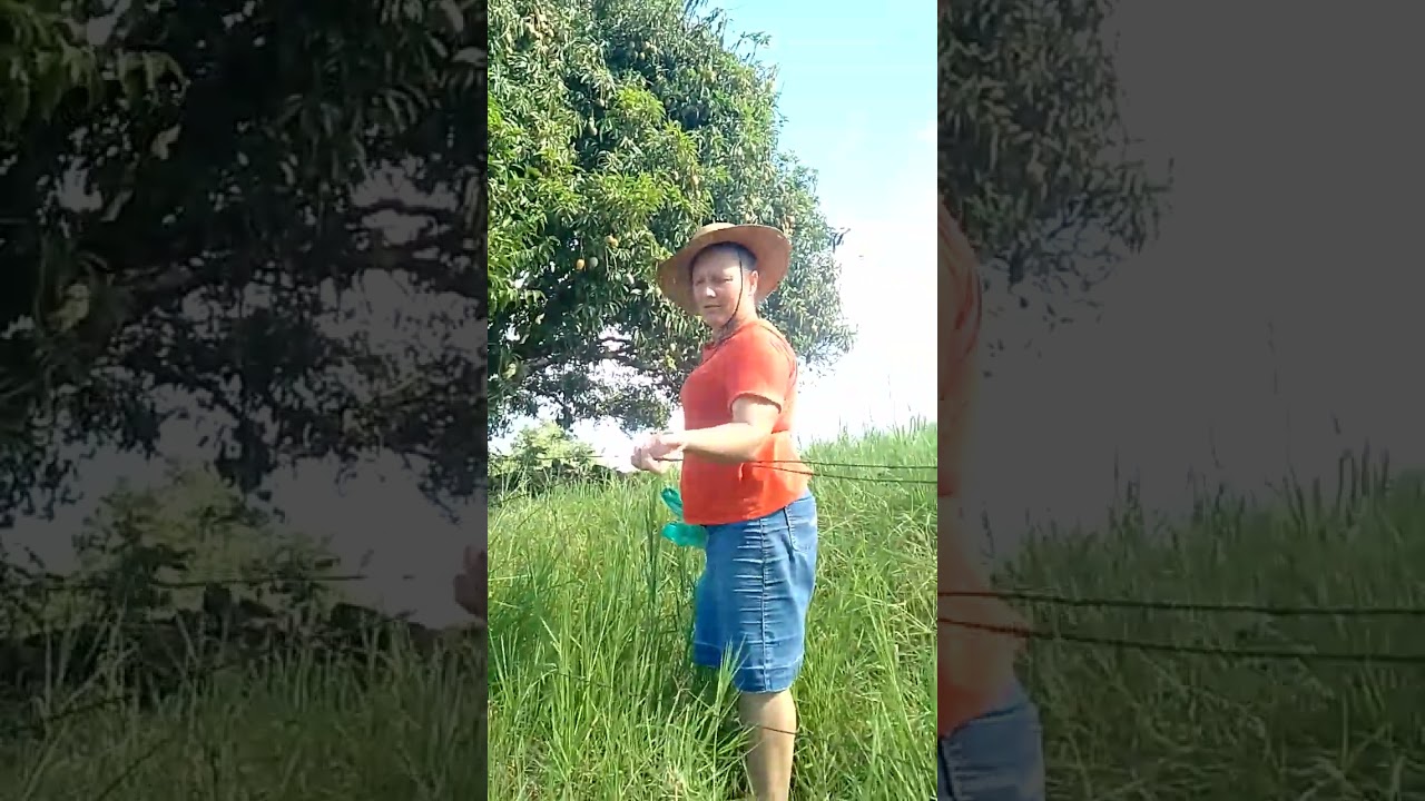 Fomos buscar manga!!! 🥭