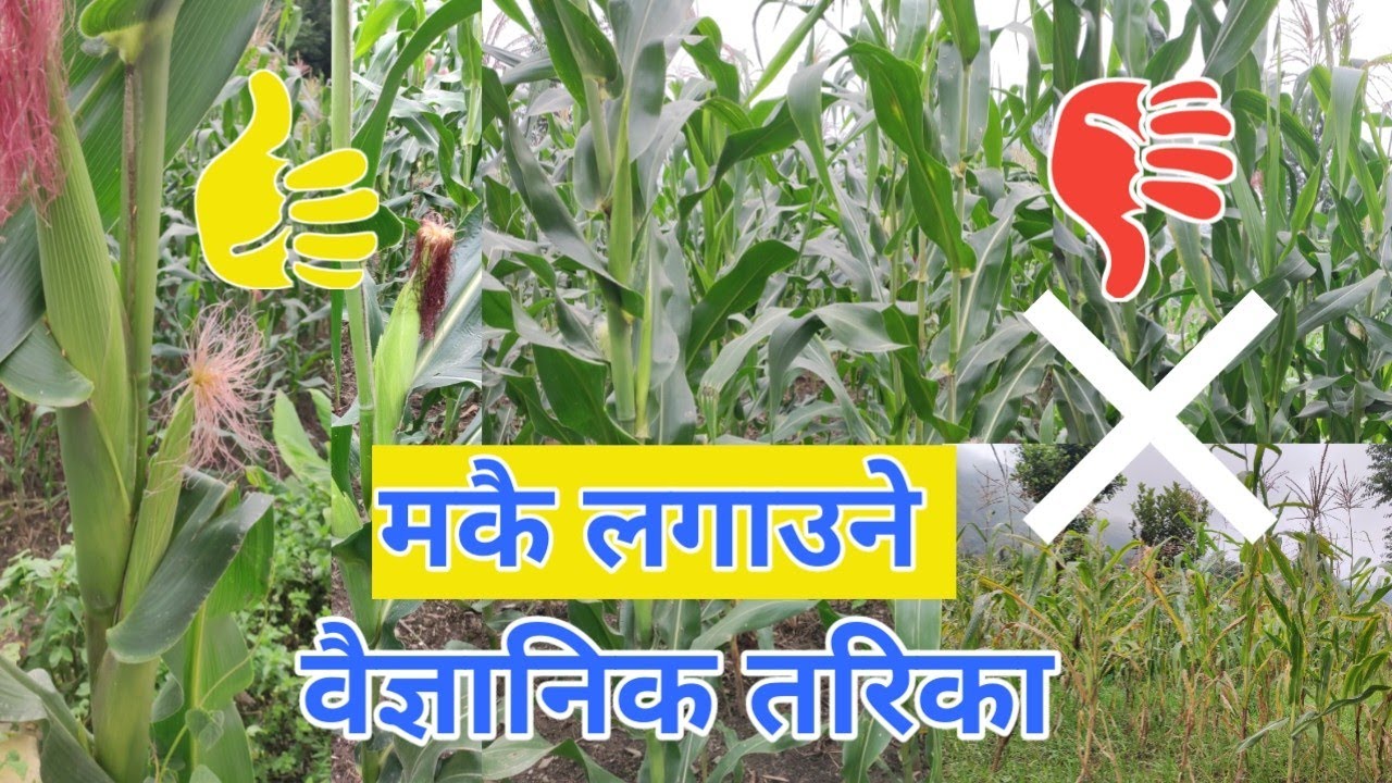 मकै लगाउने वैज्ञानिक तरिका, यसरी लगाउँदा ४ वर्ष मा फल्ने एकै वर्षमा फल्छ, पहिला कुरो बुझ्नुहोस् ।
