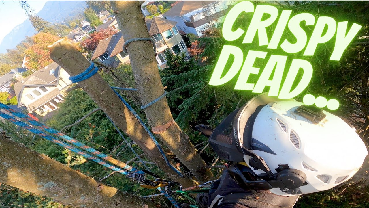 Working in Dead Trees... Safe ≠ Crazy?