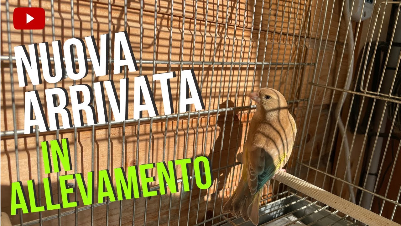La nuova arrivata in allevamento!