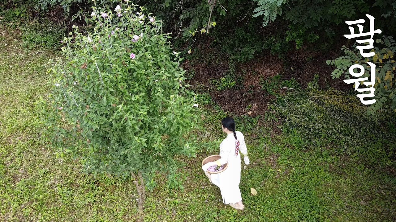 In August🌺we make and eat Rose of Sharon pancakes🧊🍉🍑🫐and Hwachae.