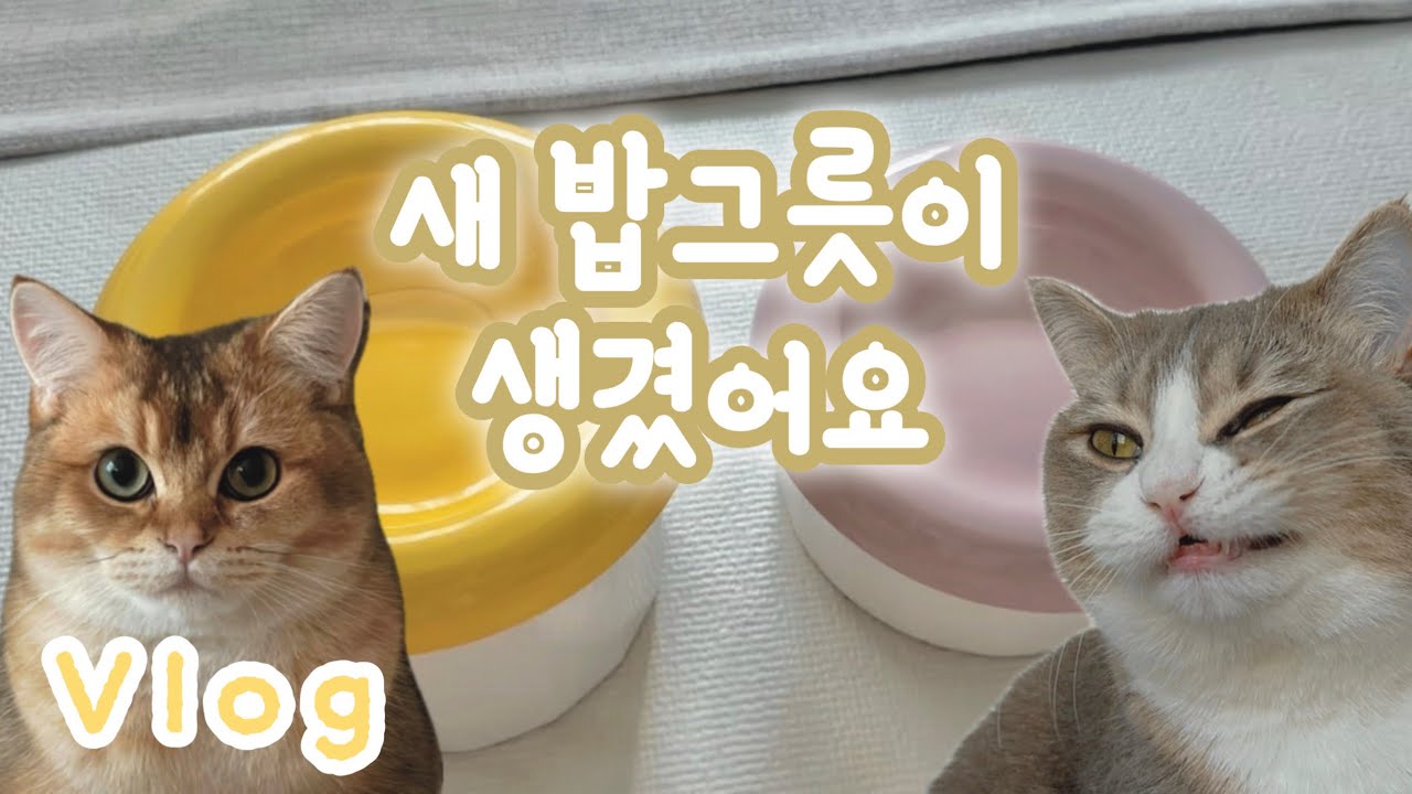 [vlog] 고양이 밥그릇 유목민, 보울보울 고양이 식기 구매!!