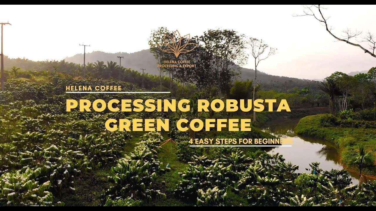 Processing Robusta Green Coffee