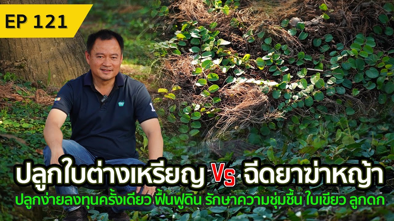 ปลูกใบต่างเหรียญแทนการฉีดยาฆ่าหญ้า ลงทุนแค่ครั้งเดียว สุดคุ้ม NC coconut Farm EP.121