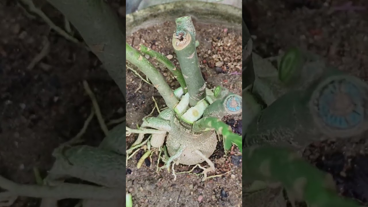 Adenium plant grafting