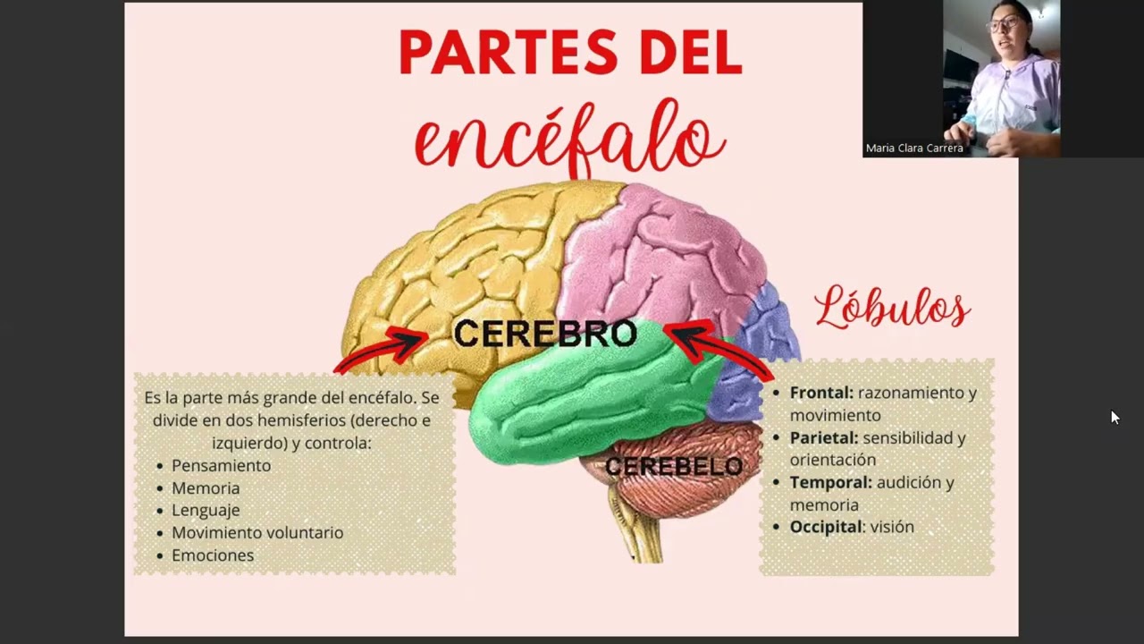 La anatomía del encéfalo - LapBook