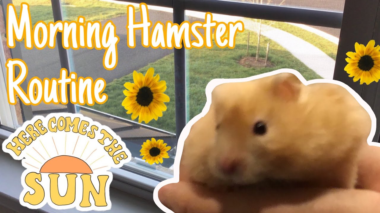 My Morning Hamster Routine! ☀️