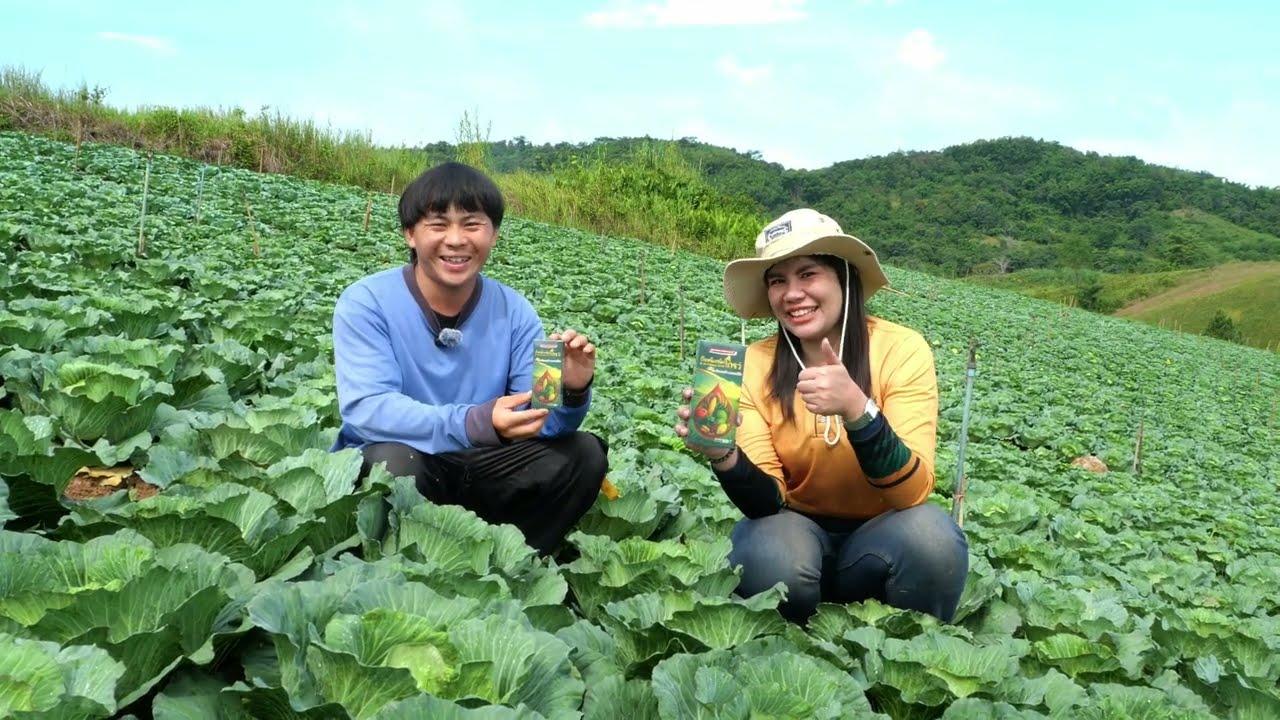 B-organic Grow | EP. 115 | กะหล่ำสวย หัวแน่น น้ำหนักดี เพราะใช้ #บีออร์แกนิคโกรว์
