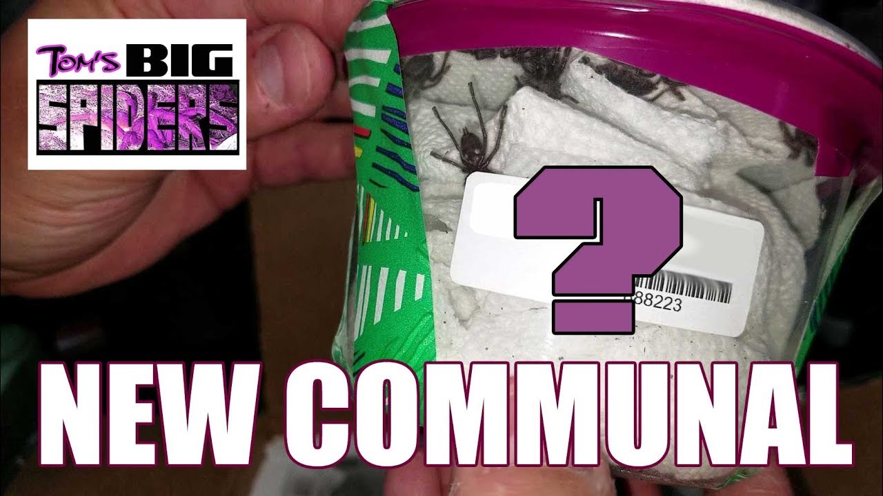 Unboxing/Housing of New Communal Tarantula Setup (and more!)