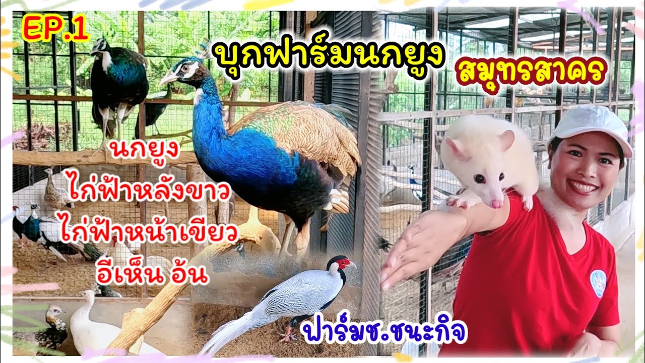 บุกฟาร์มนกยูง สมุทรสาคร นกยูง ไก่ฟ้าหลังขาว อีเห็น อ้น ฟาร์มช.ชนะกิจ จัดส่งได้ทั่วประเทศ