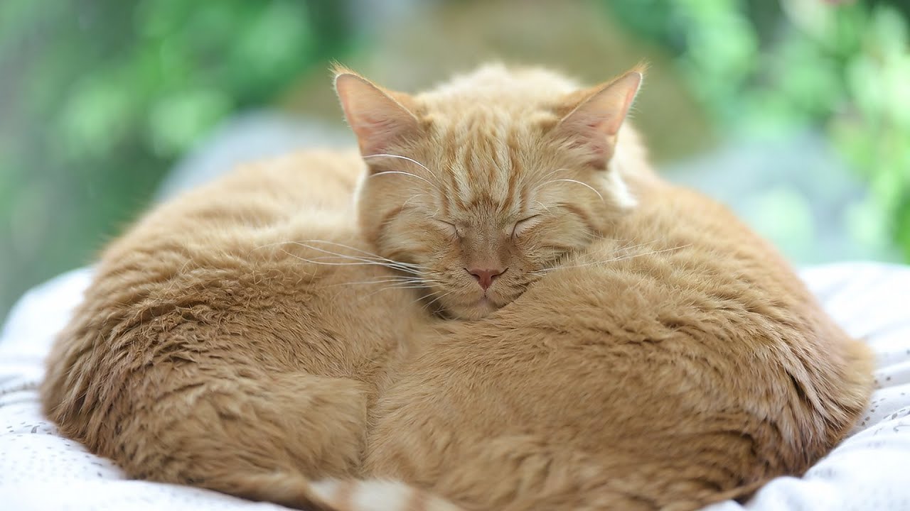 LIVE 🐱 Gentle Dream Music for Kittens 😴 | Season 14