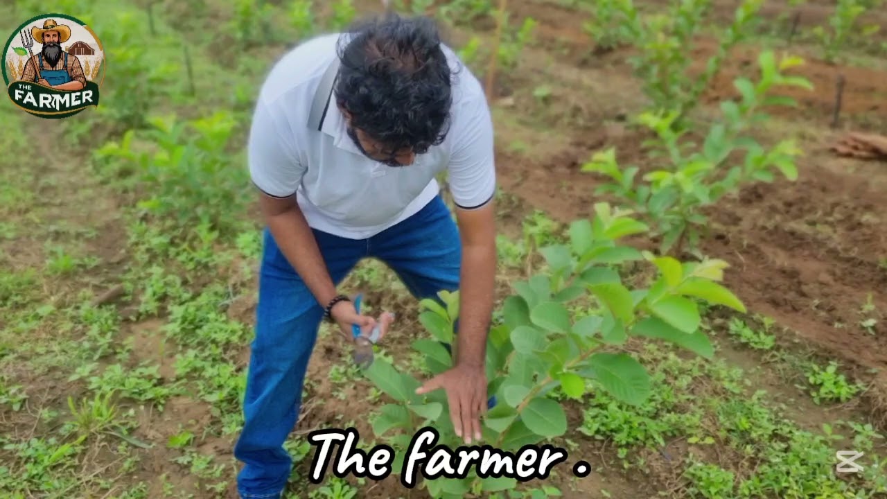 අධිඝනත්ව පේර වගාවක (6ft×6ft Zigzag ) කප්පාදුව සිදු කරගන්නා ආකාරය. 