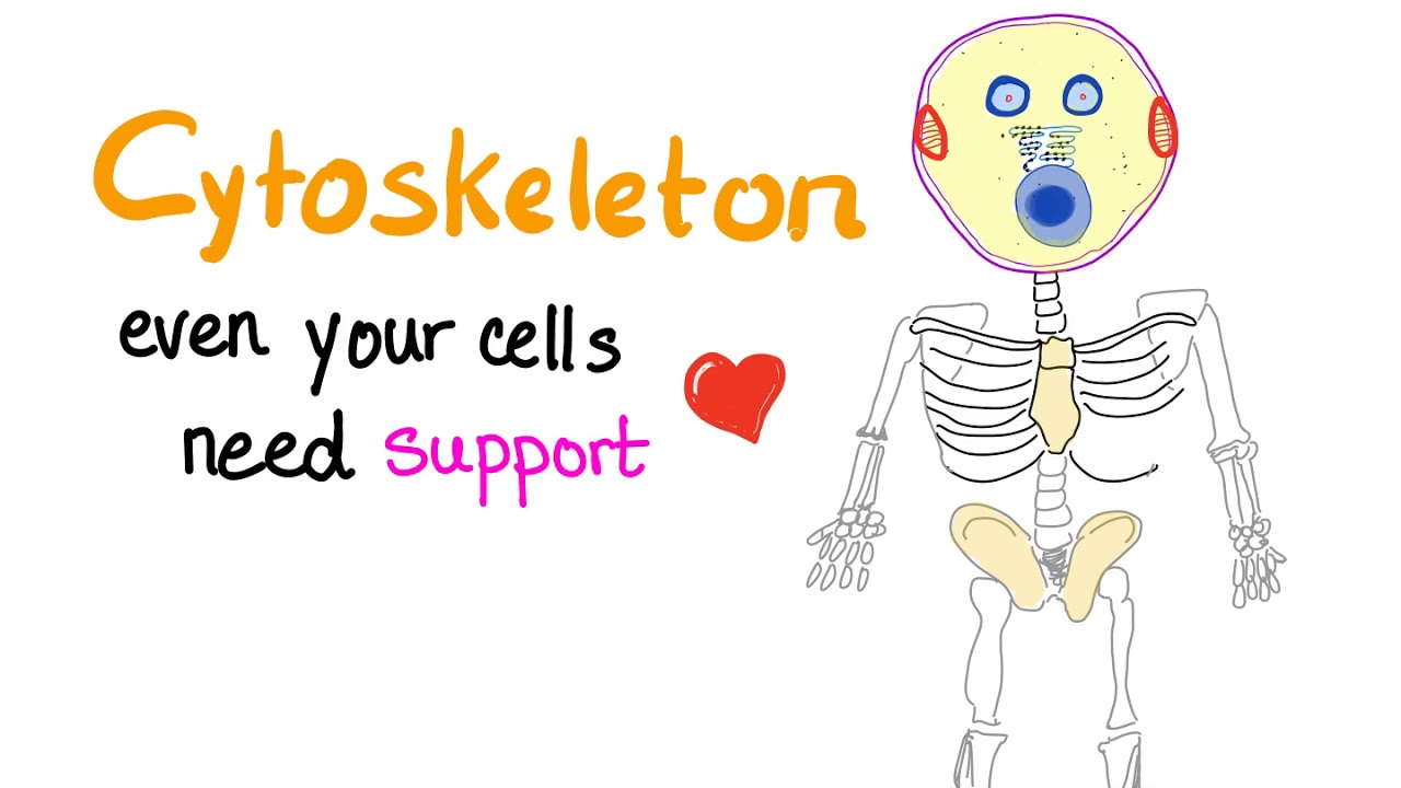 Cytoskeleton - Cell Biology 