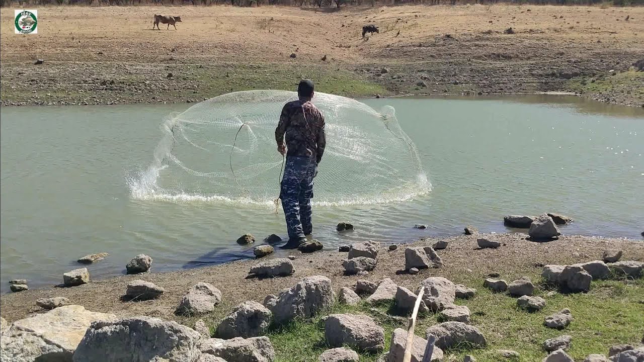 Por las colas puras tilapias gigantes en la gran laguna