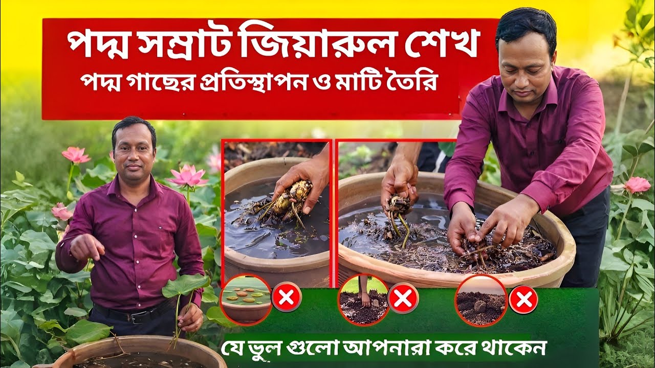 খুবই সহজ ভাবেই পদ্মের টিউবার প্রতিস্থাপন পদ্ধতি / Transplantation of lotus plants